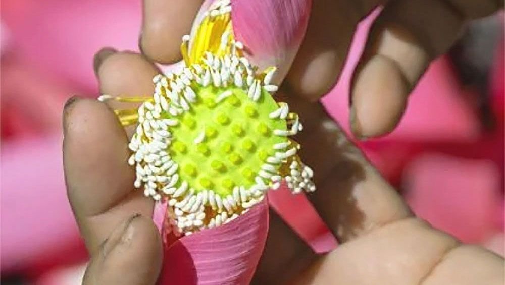 Ferme du Lotus Un joyau du tourisme durable