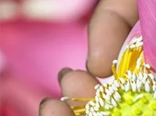 Ferme du Lotus Tradition et innovation 1/4