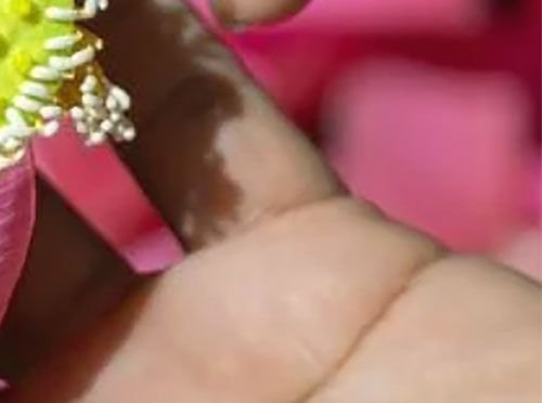 Ferme du Lotus Tradition et innovation 4/4