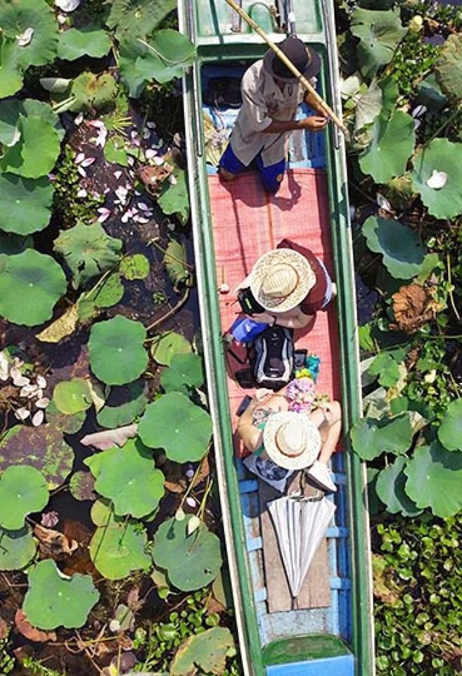 Sacred Lotus Evening Gallery 02