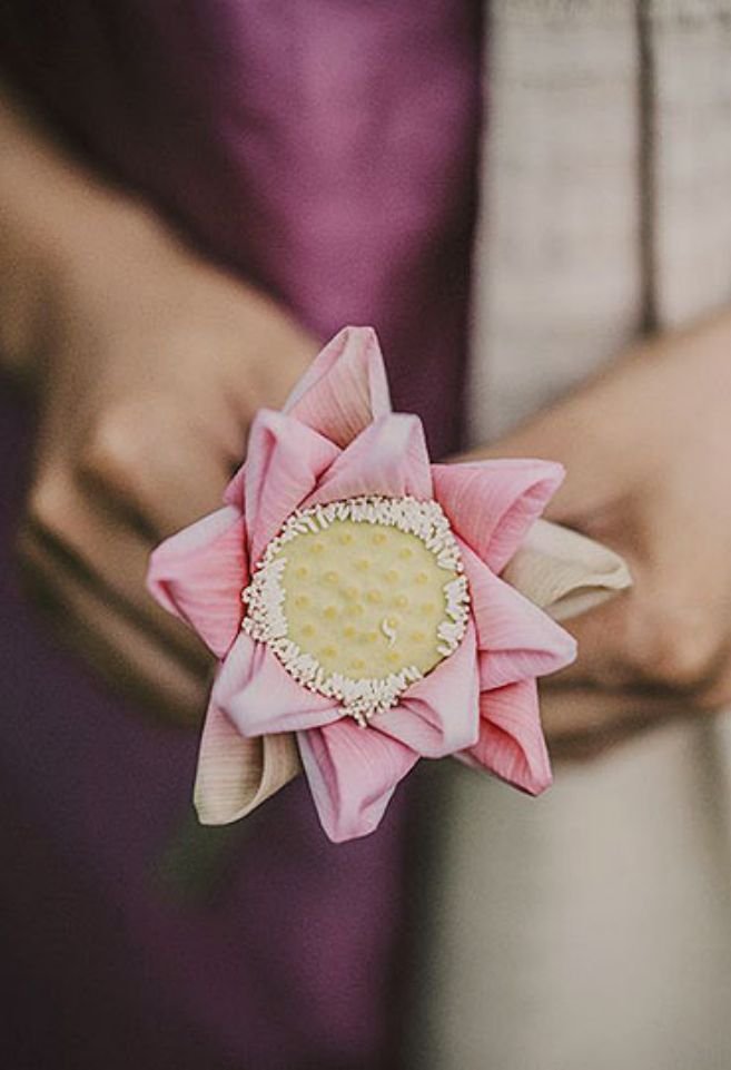 Sacred Lotus Evening Gallery 01